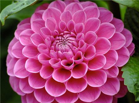 大丽花烂根一半怎么办