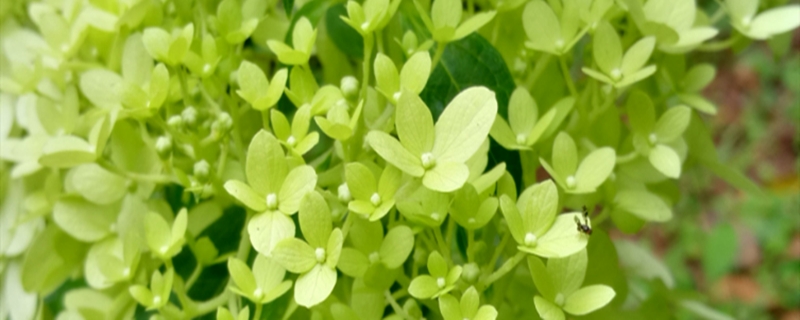 石灰灯绣球的栽种方法(石灰灯绣球怎么繁殖)