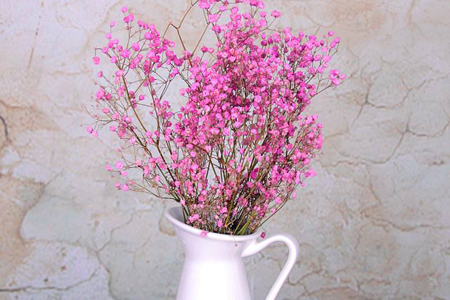 满天星放水里还是放土里