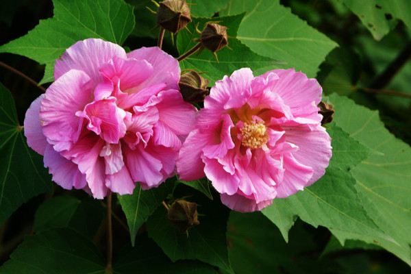 木芙蓉花的养殖方法和注意事项(芙蓉花的寓意和象征)