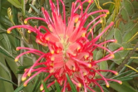 红花银桦的养殖方法视频