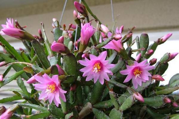 落花之舞与假昙花的区别(落花之舞的养殖方法)