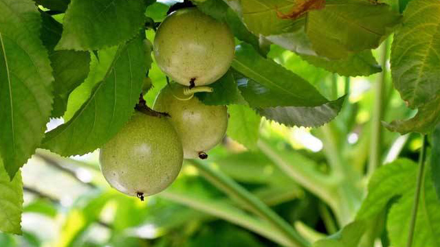 西番莲和罗汉果的区别(西番莲和罗汉果的区别是什么)