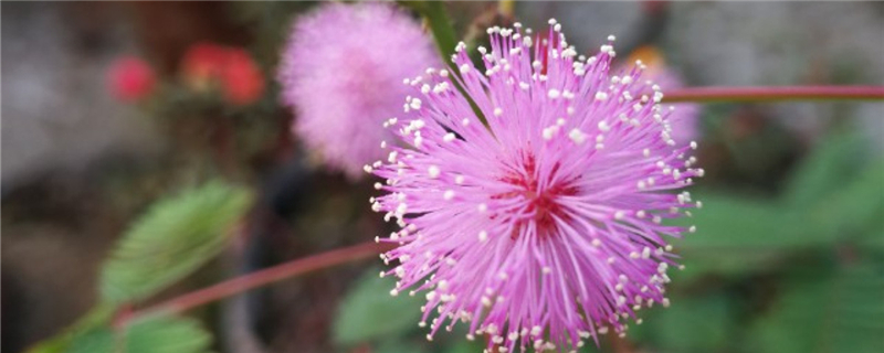 含羞草的作用有哪些(含羞草的作用是什么?名字是?)