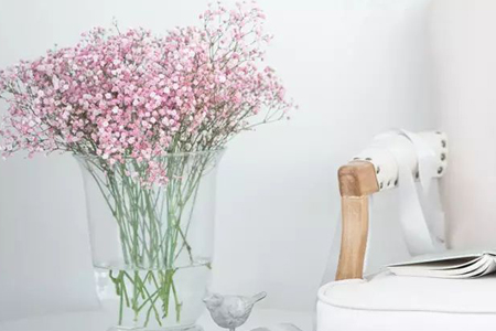 满天星放水里还是放土里