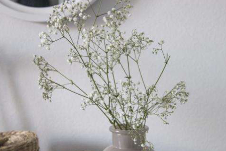 满天星放水里还是放土里