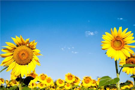 几月种向日葵最合适