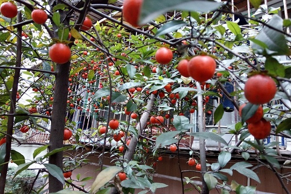 乌柿生虫了怎么办常见的病虫害防治(乌柿有刺吗)