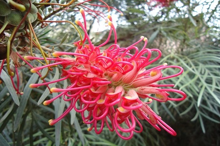 红花银桦的养殖方法视频