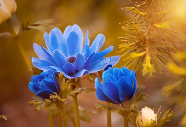 啤酒浇花可以直接吗