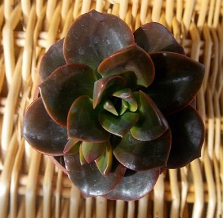 巧克力方砖多肉用什么土养好