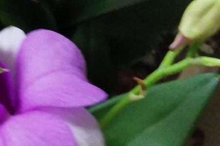 石斛叶子变黄了怎么办