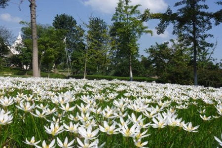 葱兰的花语和寓意