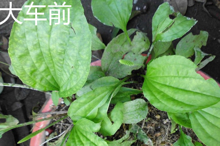 大车前草和平车前草的区别和药效