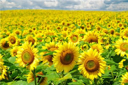 几月种向日葵最合适