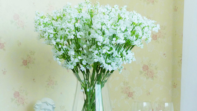 满天星放水里还是干放(满天星放水里还是放土里)