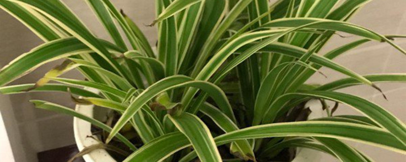 吊兰在冬天会不会冻死吊兰在室内对人体有害吗(吊兰在冬天会不会冻死?)