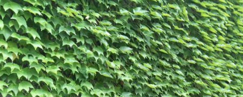 盆栽爬山虎在室外能过冬吗冬季要不要剪枝(北方月季花室外冬天怎么过冬)