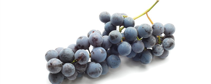 葡萄开花怎么授粉怎么管理(葡萄树开花怎么授粉)