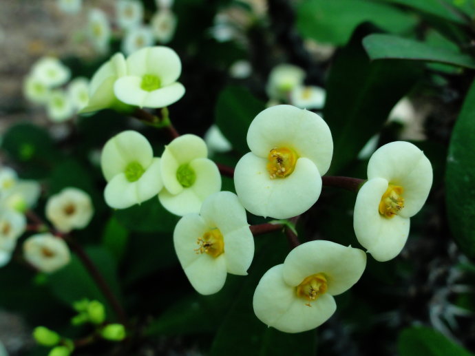 虎刺梅常见品种图片