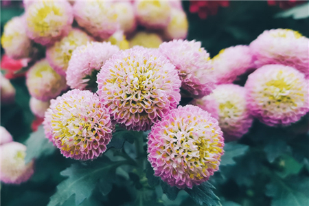 多头菊什么时候修剪