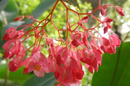 竹节海棠的养殖方法及注意事项有哪些