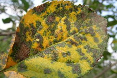 苹果树叶子发黄有斑点怎么回事