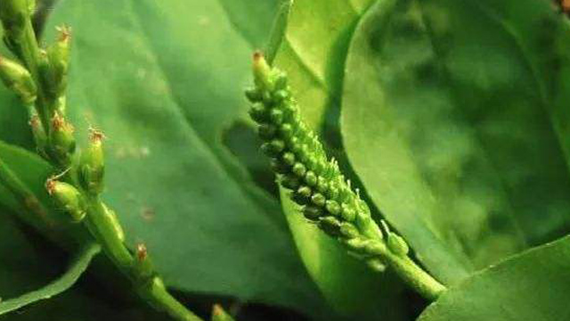 大车前和平车前的主要区别(大车前草和平车前草的区别和药效)