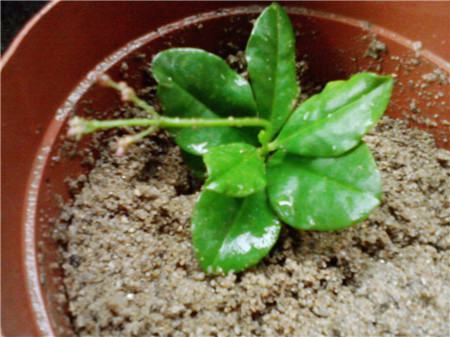 非洲茉莉枝叶腐烂是怎么回事