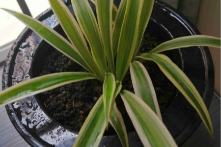 吊兰在冬天会不会冻死?