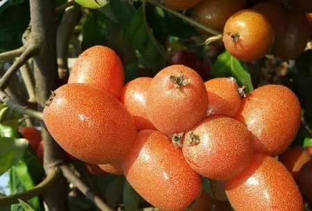 羊奶果种子种育苗法