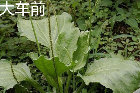 大车前草和平车前草的区别和药效