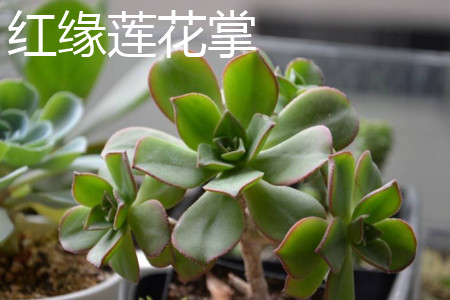 红缘莲花掌状态图