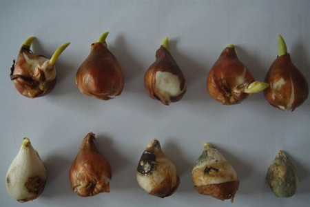 郁金香可用母体鳞茎上长出的小鳞茎繁殖