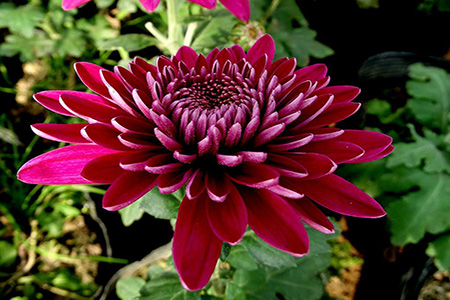 菊花怎么浇水呢