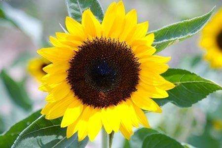 几月种向日葵最合适