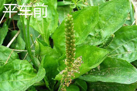 大车前草和平车前草的区别和药效