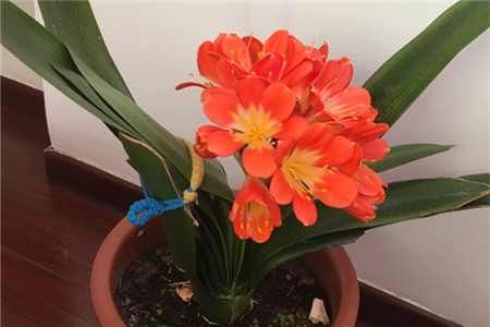 君子兰开花期怎样养护