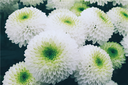 多头菊什么时候修剪