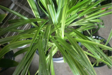 吊兰在冬天会不会冻死?