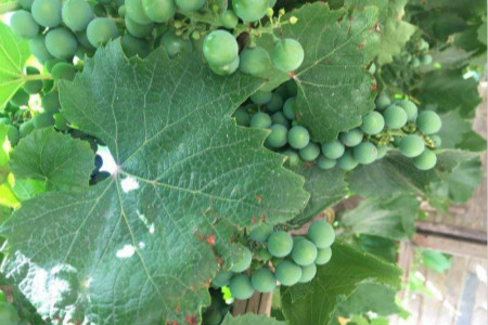 葡萄树开花怎么授粉