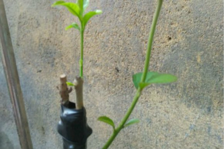 北方桂花树什么季节栽最合适