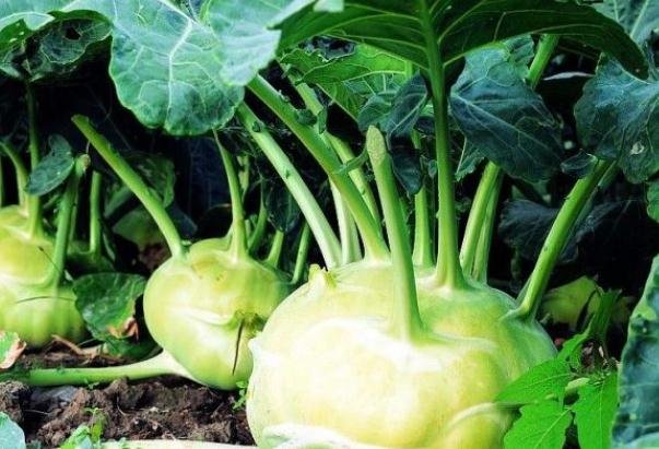 大头菜怎么切块图解