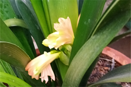 君子兰开花期怎样养护