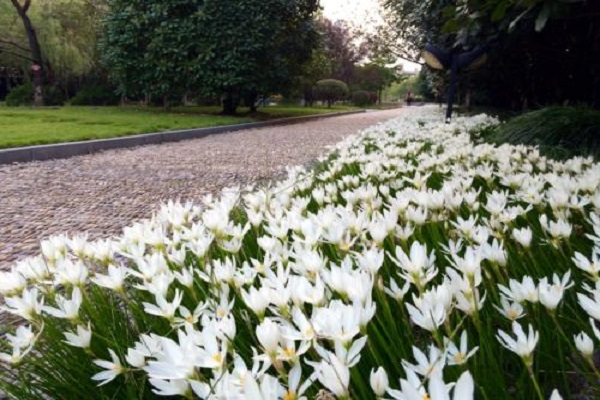 葱兰的花语是什么(葱兰的花语和寓意)