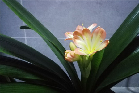 君子兰开花期怎样养护