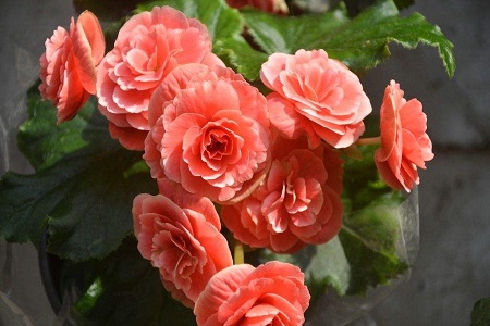 怎样养殖盆栽海棠花视频