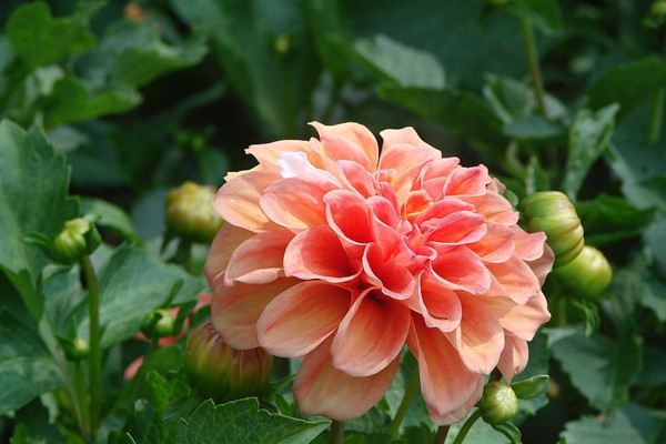 大丽花烂根要怎么办烂根了补救处理方法(大丽花烂根一半怎么办)