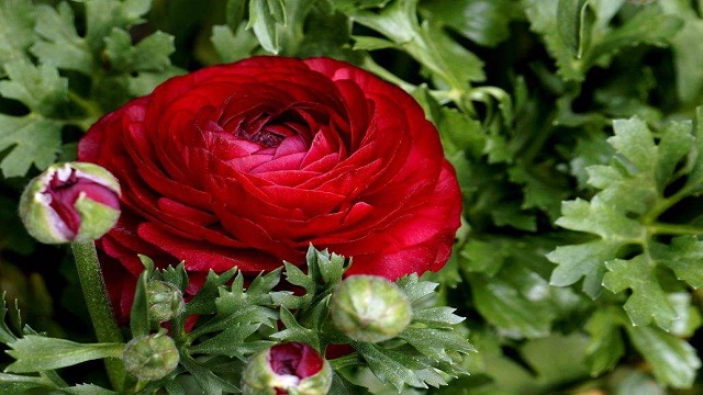 花毛茛有毒吗(花毛茛别名)