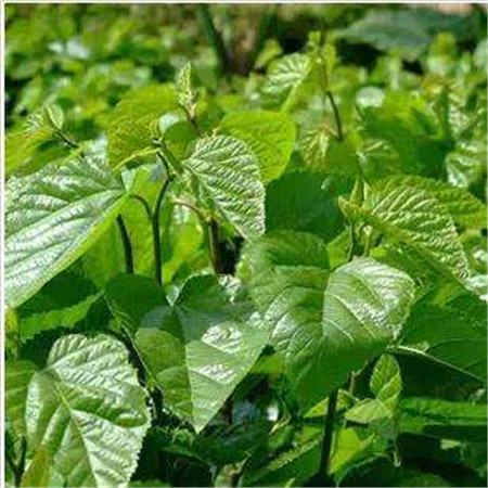 桑树生虫了怎么办常见的病虫害及其防治视频